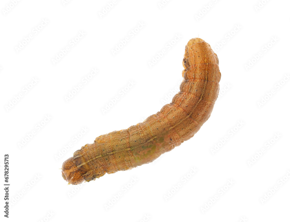 Brown-line bright-eye larva isolated on white background, Mythimna conigera Brown-line bright-eye larva isolated on white background, Mythimna conigera