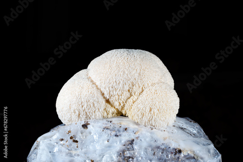 Mycelium substrate with Hericium erinaceus mushroom (lion's mane mushroom) growing kit, fungi culture. Isolated on black background