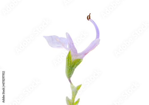 Rosemary flower isolated on white background, Salvia rosmarinus photo