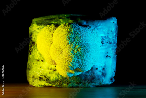 Mycelium substrate with Hericium erinaceus mushroom (lion's mane mushroom) growing kit, fungi culture in a psychedelic yellow and light blue neon light on black background