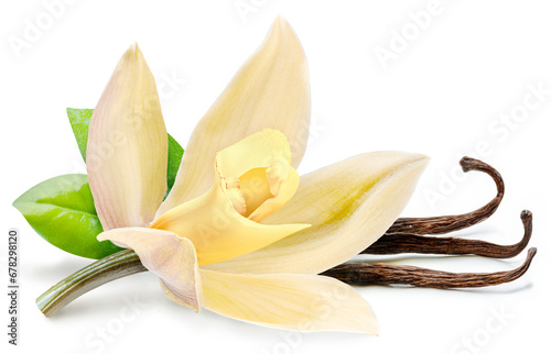 Vanilla orchid flower close up on white background.