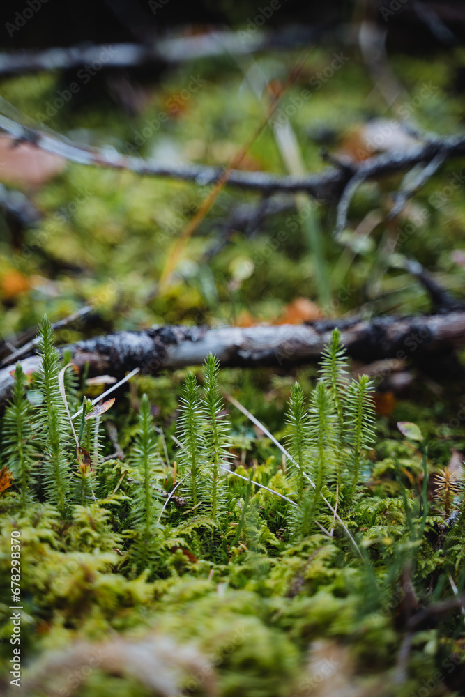 Obraz premium Macro shot of forest cover, green moss close-up, pasture of wild animals.