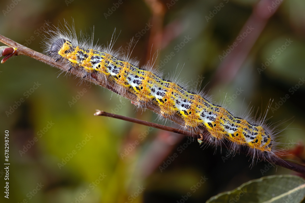 Fototapeta premium yellow and black hairy caterpillar crawling on a branch, on a sunny day.
