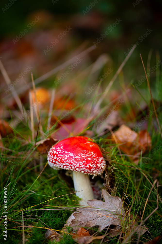 Fly agaric (Amanita muscaria) is a red and white spotted poisonous toadstool growing in a forest in Iserlohn Sauerland, Germany. Macro close up of fresh colorful mushroom growing in moss and foliage. Fly agaric (Amanita muscaria) is a red and white spotted poisonous toadstool growing in a forest in Iserlohn Sauerland, Germany. Macro close up of fresh colorful mushroom growing in moss and foliage.