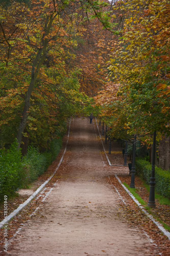 alley, autumn, fall, park, landscape, nature, environment, wood, scene, outside, season, scenery, leaf, light, tree, color, natural, foliage,