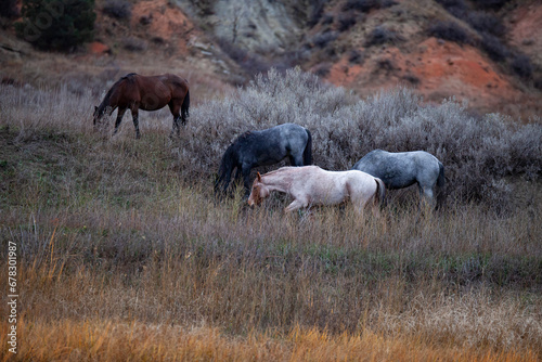 Photography Wild (feral) horses in Theodore Roosevelt National Park, North Dakota