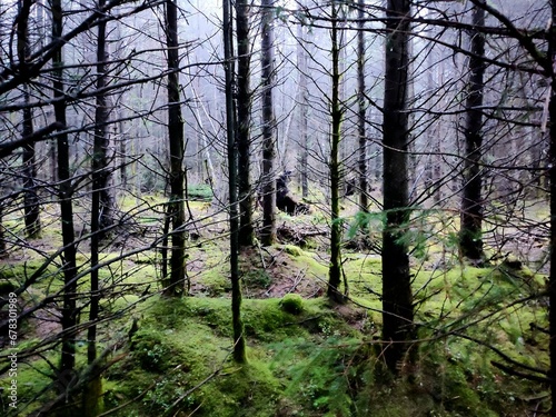 forest in autumn