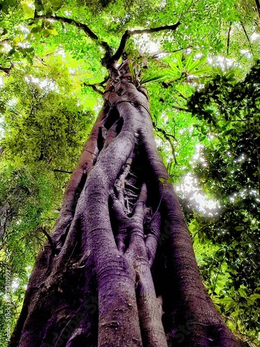 trunk
