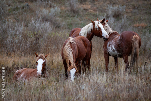 Wild (feral) horses in Theodore Roosevelt National Park, North Dakota
