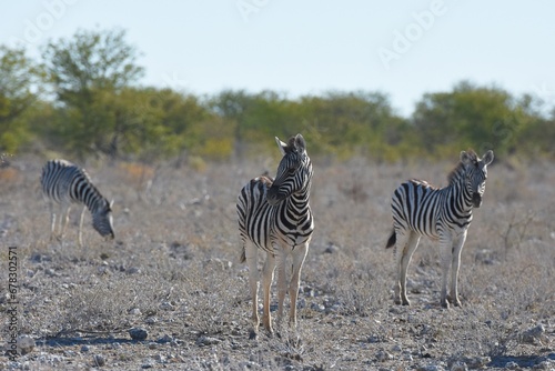 Steppenzebras in der Dornbuschsavanne im Etoscha Nationalpark in Namibia. 