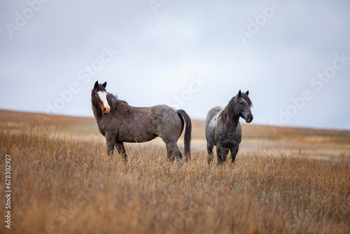 Wild (feral) horses in Theodore Roosevelt National Park, North Dakota
