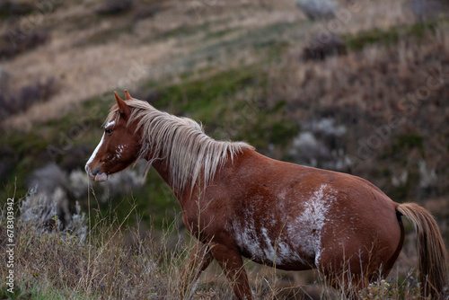Canvas Print Wild (feral) horses in Theodore Roosevelt National Park, North Dakota