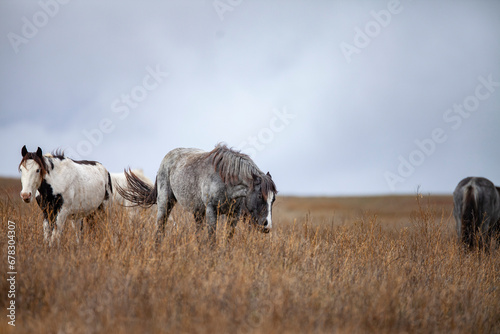 Wild (feral) horses in Theodore Roosevelt National Park, North Dakota photo