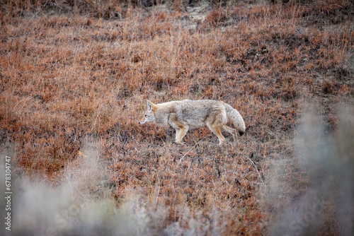 Coyote crossing hillside in Theodore Roosevelt National Park