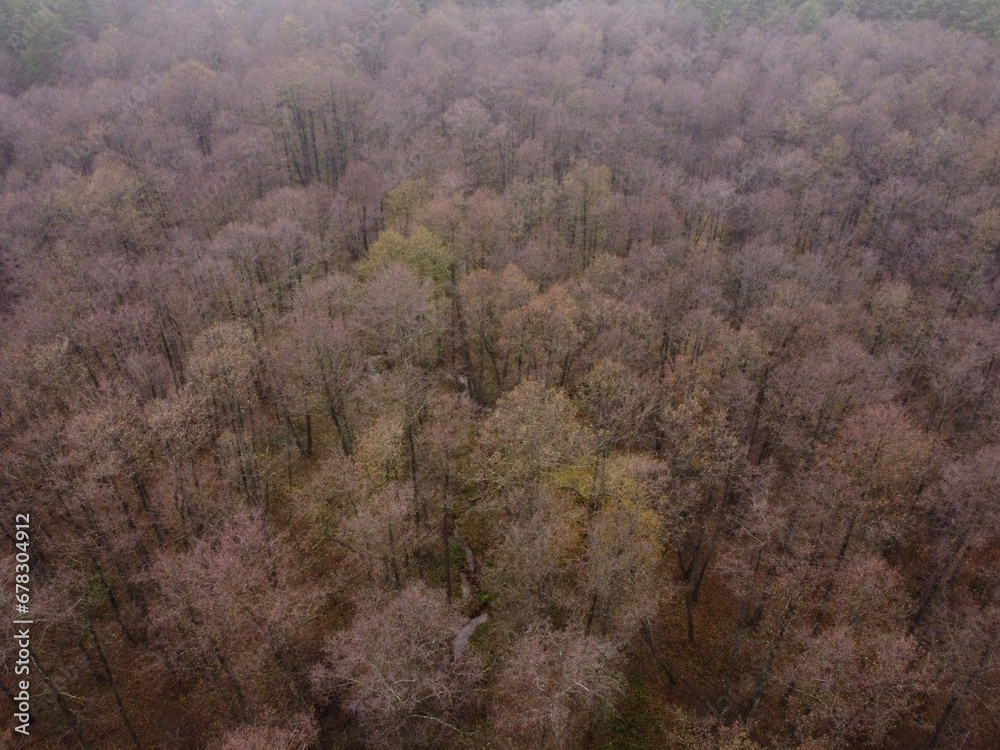 Aerial drone view of foggy autumn deciduous forest in the morning. Top view of leafless trees in the forest in the late fall season. Brown, green and yellow trees. Ecology and environment Aerial drone view of foggy autumn deciduous forest in the morning. Top view of leafless trees in the forest in the late fall season. Brown, green and yellow trees. Ecology and environment