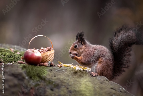 A squirrel in the forest is gnawing nuts. Fairy Postcard. Close-up. Photo photo