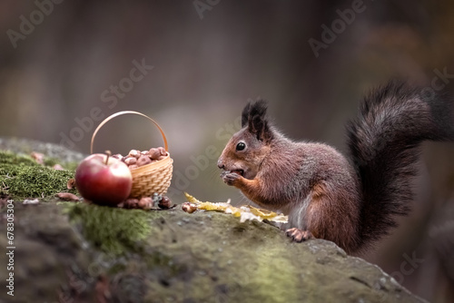 Billede på lærred A squirrel in the forest is gnawing nuts