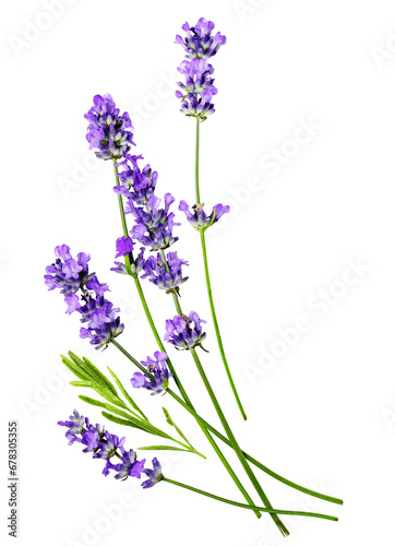 Several Fresh beautiful Lavender flowers on a white