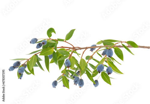 Common myrtle isolated on white background, Myrtus communis