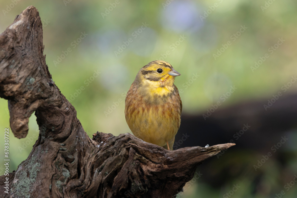 Naklejka premium Goldammer (Emberiza citrinella)