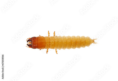 Ground beetle larva isolated on white background, Carabidae sp