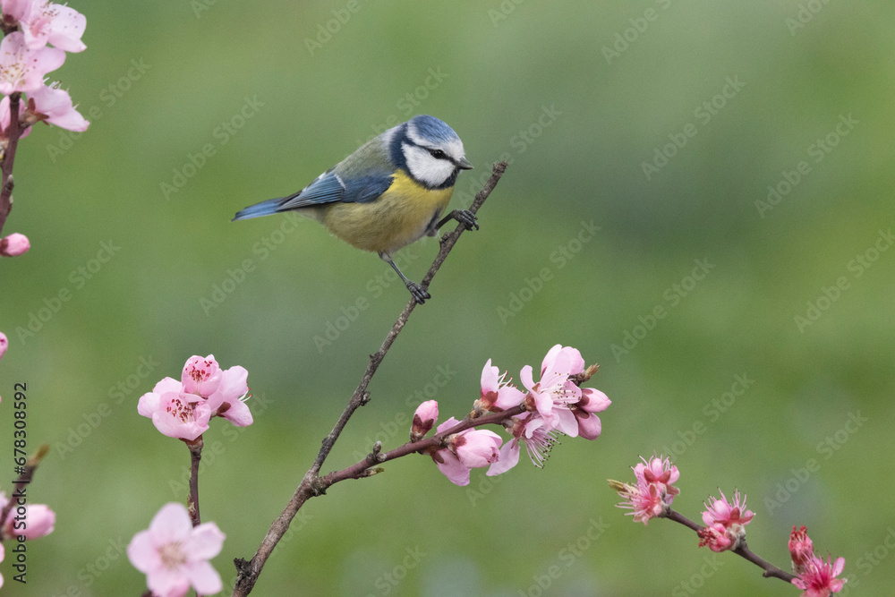 Obraz premium Blaumeise&nbsp;(Cyanistes caeruleu)