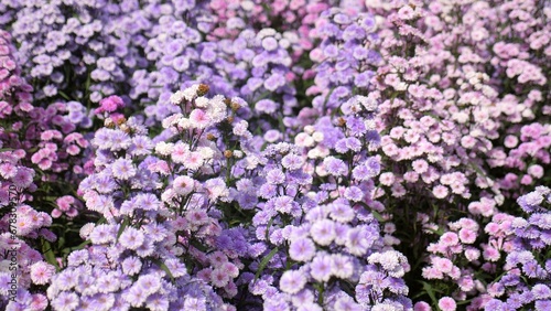 Close-up of a delicate purple wildflower. Symbol of spring and new beginnings  beauty nature.