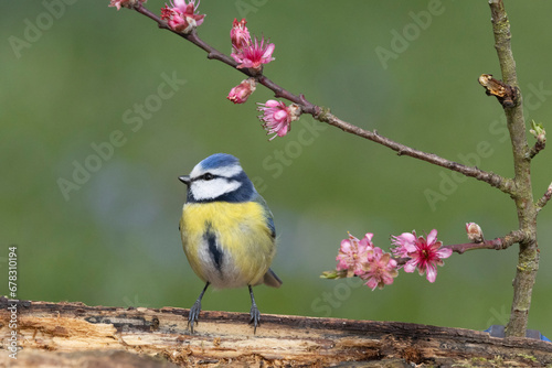 Blaumeise (Cyanistes caeruleu) photo