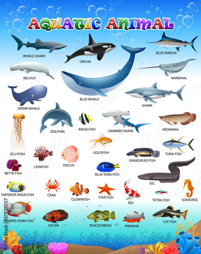 Poster of a collection of aquatic animals