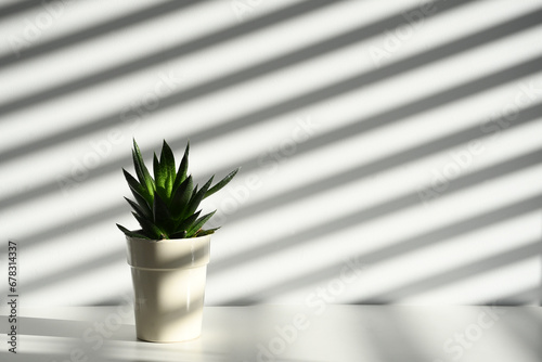 white background with shadows and plant