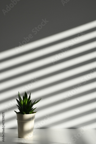 white background with shadows and plant