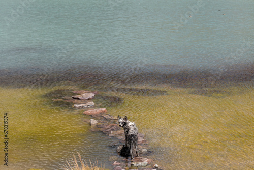 Chien au bord d'une lagune de deux couleurs