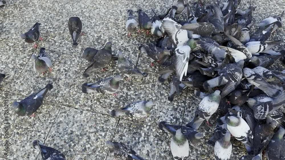 Pigeons on the Ground Pigeons on the Ground