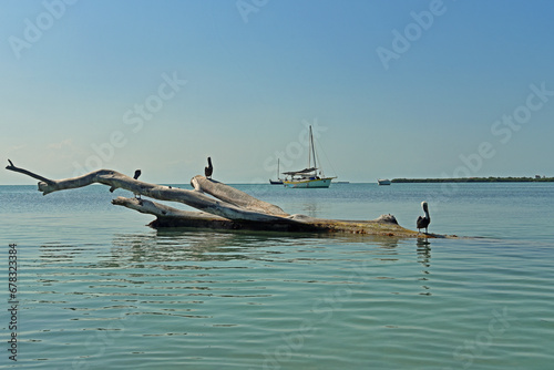 Pelicans on Driftwood Caye Caulker Belize