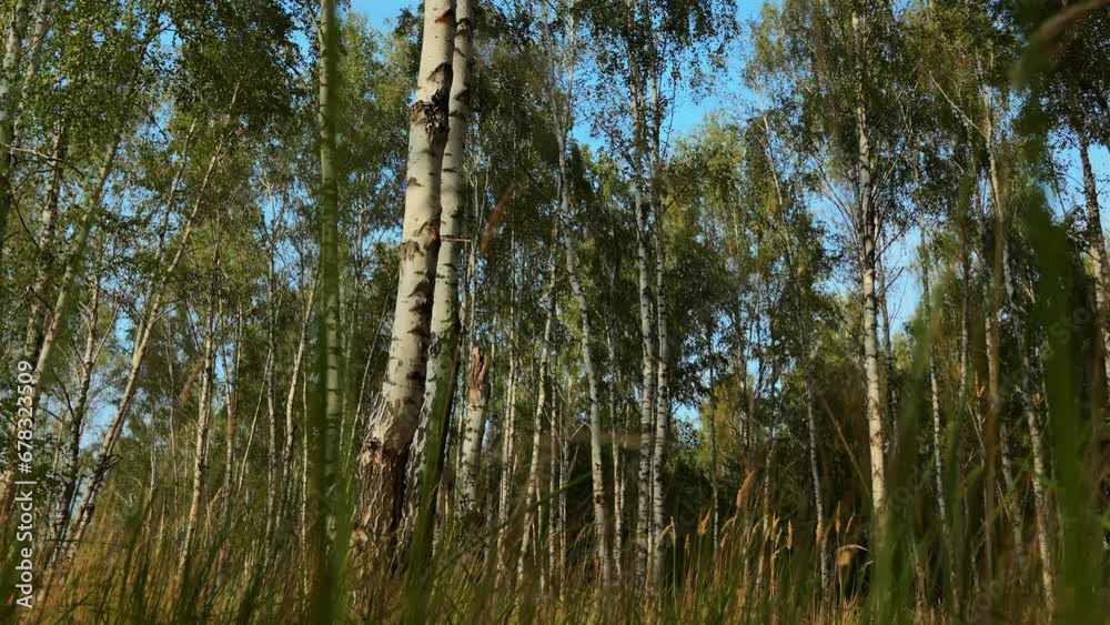 Dense thick birch grove in autumn forest Dense thick birch grove in autumn forest