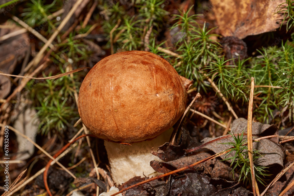 A walk in the forest for mushrooms. Orange-cap boletus is a common name for several species of fungi of the genus leccinum (Lat. Leccinum). A walk in the forest for mushrooms. Orange-cap boletus is a common name for several species of fungi of the genus leccinum (Lat. Leccinum).