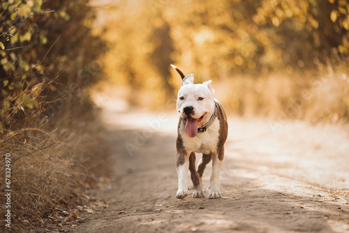 Portrait of a smiling American Staffordshire Terrier against the background of an autumn forest. Cozy natural atmosphere. Best friend for people Pet frendly concept photo