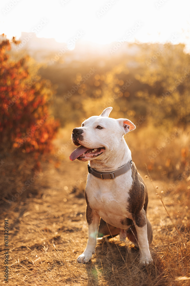 Portrait of a smiling American Staffordshire Terrier against the background of an autumn forest. Cozy natural atmosphere. Best friend for people Pet frendly concept