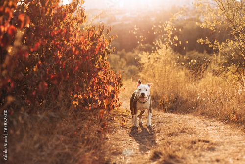 Portrait of a smiling American Staffordshire Terrier against the background of an autumn forest. Cozy natural atmosphere. Best friend for people Pet frendly concept photo