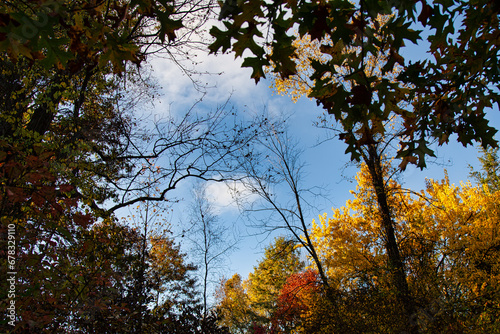 Tranquil Autumn Forest Sunlight Through Branches