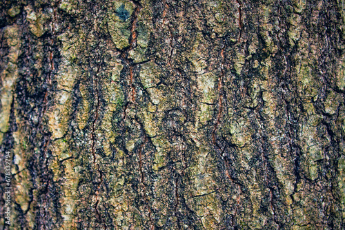 closeup of tree bark, ideal for texture backgrounds
