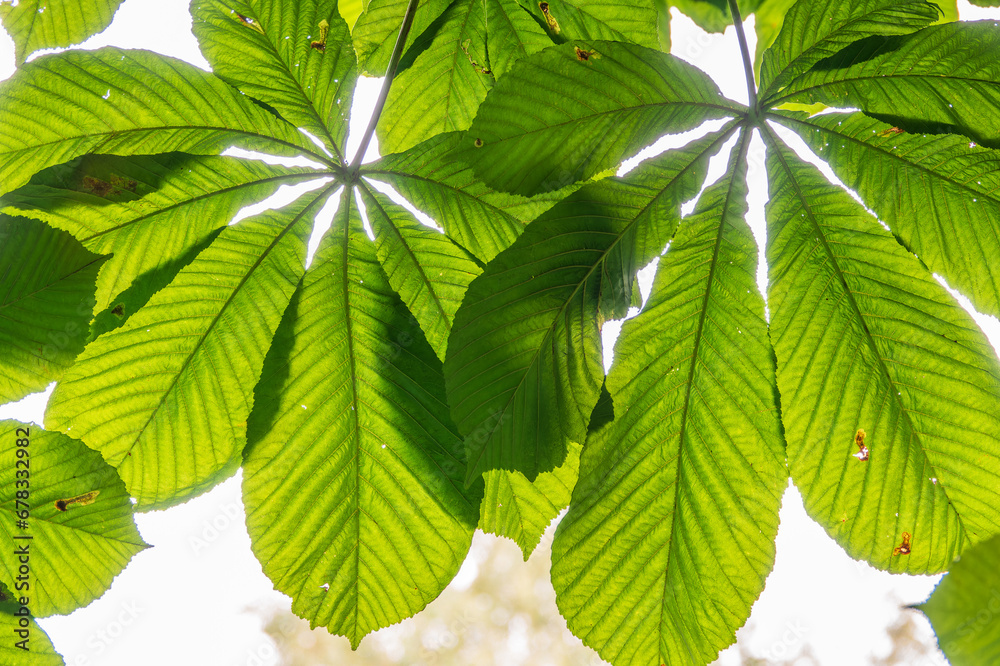 Green Chestnut Leaves in beautiful light. Spring season, spring colors. Green Chestnut Leaves in beautiful light. Spring season, spring colors.