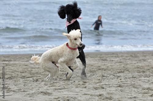 two dogs playing on the beach © Nicholai