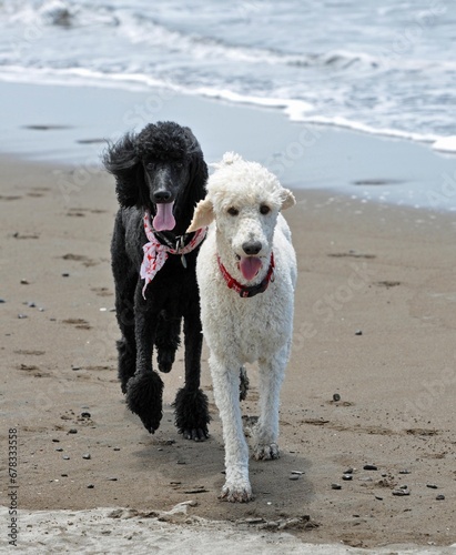 two dogs playing on beach © Nicholai