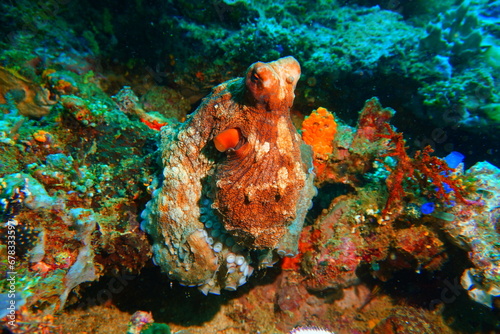 Fototapeta Naklejka Na Ścianę i Meble -  Reef octopus reefing