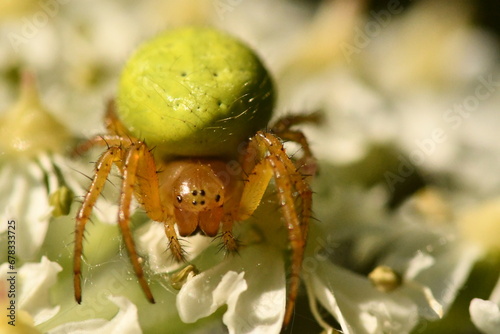 spider on a flowerspider on a leaf photo