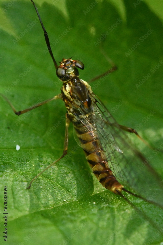 macro of a may fly macro of a may fly