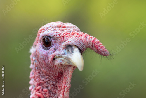 turkey portrait over green out of focus background