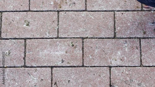 Wallpaper Mural Pigeons on the Ground Torontodigital.ca