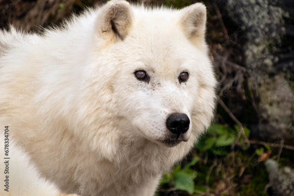 Arctic Wolf, polar wolf,white wolf, Omega Park, Quebec, Canada, captive